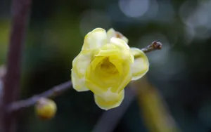 腊梅花图片桌面壁纸_13