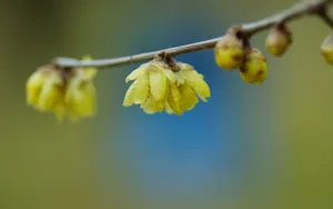 腊梅花图片桌面壁纸_14