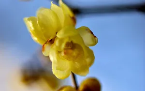 腊梅花图片桌面壁纸_15