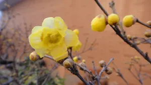 腊梅花图片桌面壁纸_16