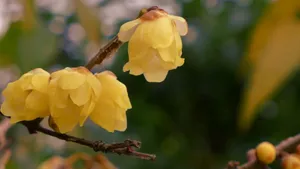 腊梅花图片桌面壁纸_17