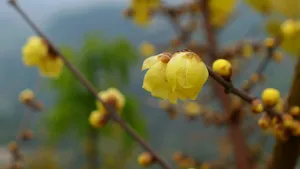腊梅花图片桌面壁纸_18