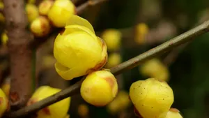 腊梅花图片桌面壁纸_19