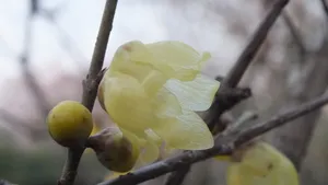 腊梅花图片桌面壁纸_20