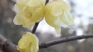 腊梅花图片桌面壁纸_21