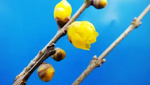 腊梅花图片桌面壁纸_22