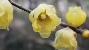 腊梅花图片桌面壁纸_23