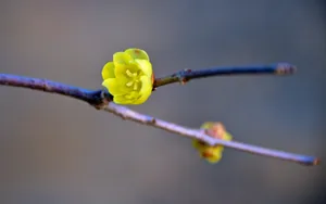 腊梅花图片桌面壁纸_24