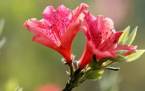 殷红似火的杜鹃花图片壁纸_2