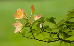 殷红似火的杜鹃花图片壁纸_3
