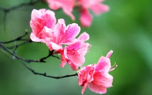 殷红似火的杜鹃花图片壁纸_4