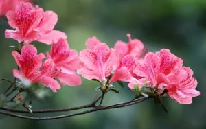 殷红似火的杜鹃花图片壁纸_5