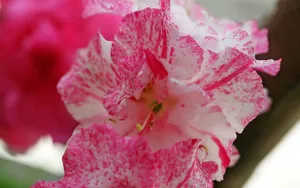 殷红似火的杜鹃花图片壁纸_11