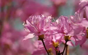 殷红似火的杜鹃花图片壁纸_13