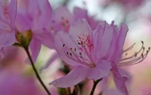 殷红似火的杜鹃花图片壁纸_16