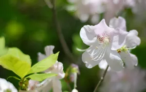 殷红似火的杜鹃花图片壁纸_24