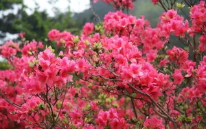 殷红似火的杜鹃花图片壁纸_26