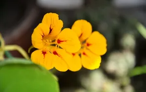 旱金莲花卉图片壁纸_4