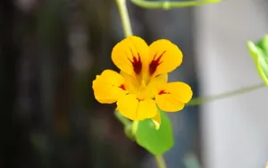 旱金莲花卉图片壁纸_5