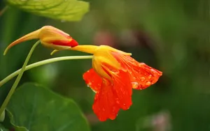 旱金莲花卉图片壁纸_11