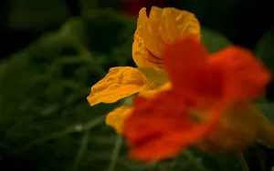 旱金莲花卉图片壁纸_12