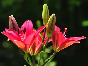 清新百合花图片桌面壁纸_4