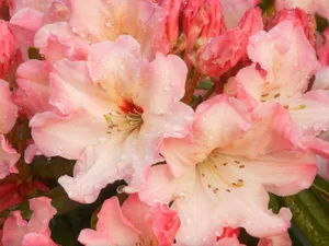 清新百合花图片桌面壁纸_5