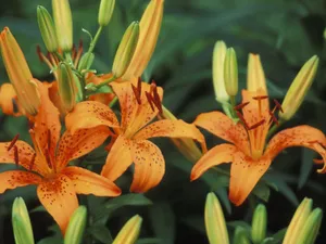 清新百合花图片桌面壁纸_7