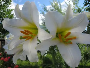 清新百合花图片桌面壁纸_8