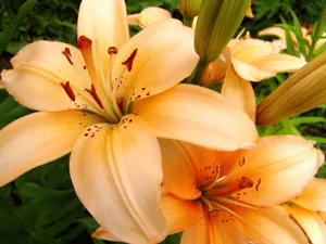 清新百合花图片桌面壁纸_9