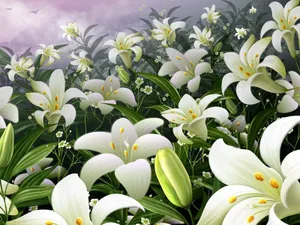 清新百合花图片桌面壁纸_10