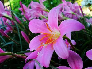 清新百合花图片桌面壁纸_11