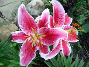 清新百合花图片桌面壁纸_14