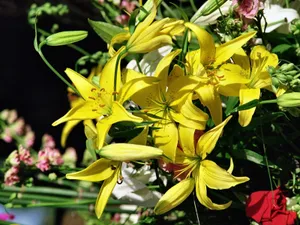清新百合花图片桌面壁纸_15