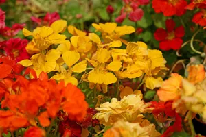 旱金莲美丽花儿壁纸_19