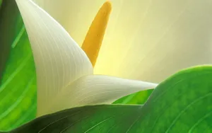 纯洁清新柔美的海芋花语图片