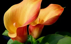 纯洁清新柔美的海芋花语图片_2