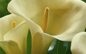纯洁清新柔美的海芋花语图片_4