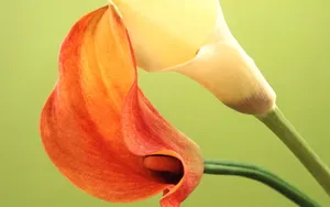 纯洁清新柔美的海芋花语图片_8