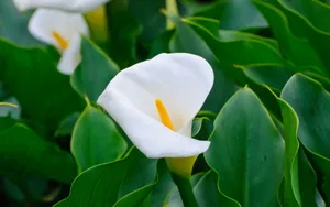 纯洁清新柔美的海芋花语图片_9