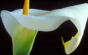 纯洁清新柔美的海芋花语图片_11