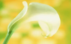 纯洁清新柔美的海芋花语图片_12
