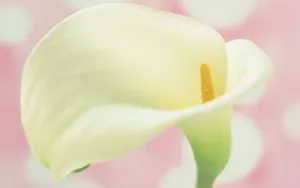 纯洁清新柔美的海芋花语图片_14