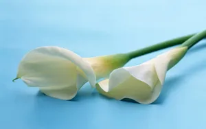 纯洁清新柔美的海芋花语图片_15