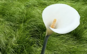 纯洁清新柔美的海芋花语图片_16