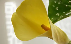 纯洁清新柔美的海芋花语图片_17