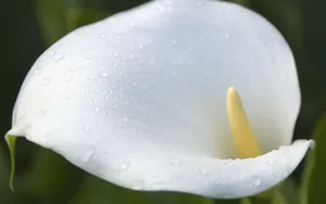 纯洁清新柔美的海芋花语图片_18