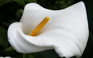 纯洁清新柔美的海芋花语图片_20