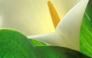 纯洁清新柔美的海芋花语图片_21