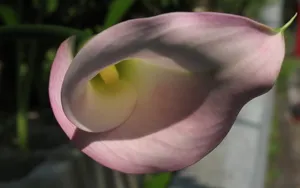 纯洁清新柔美的海芋花语图片_22